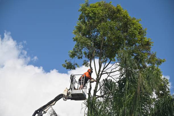 Lawn Irrigation Installation and Maintenance in Ahuimanu, HI